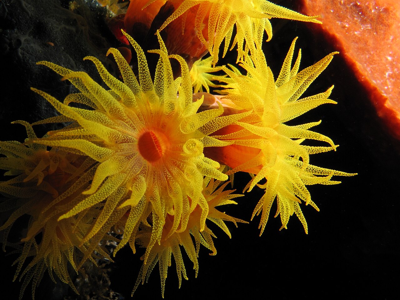 Several orange sun-coral polyps with long translucent yellow tentacles fully extended into dark water, feeding.