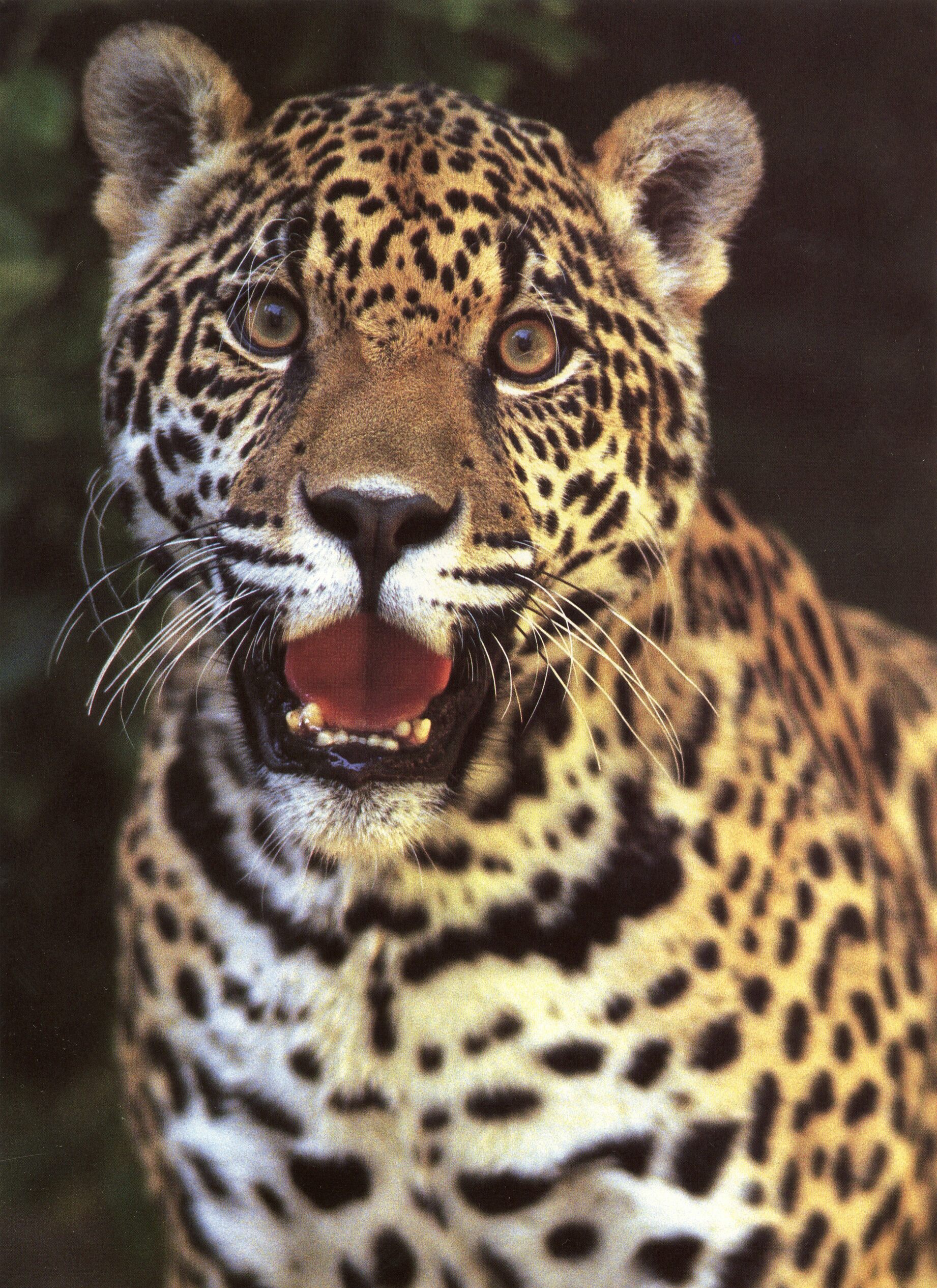 jaguar